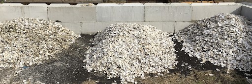 The shell is stored outdoors for several months before being reintroduced to the water.
