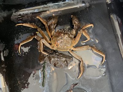 Sightings of Chinese mitten crabs should be reported immediately to CT DEEP Marine Fisheries.
