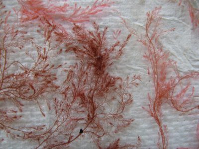 Heterosiphonia japonica is an invasive red seaweed found in Long Island Sound.