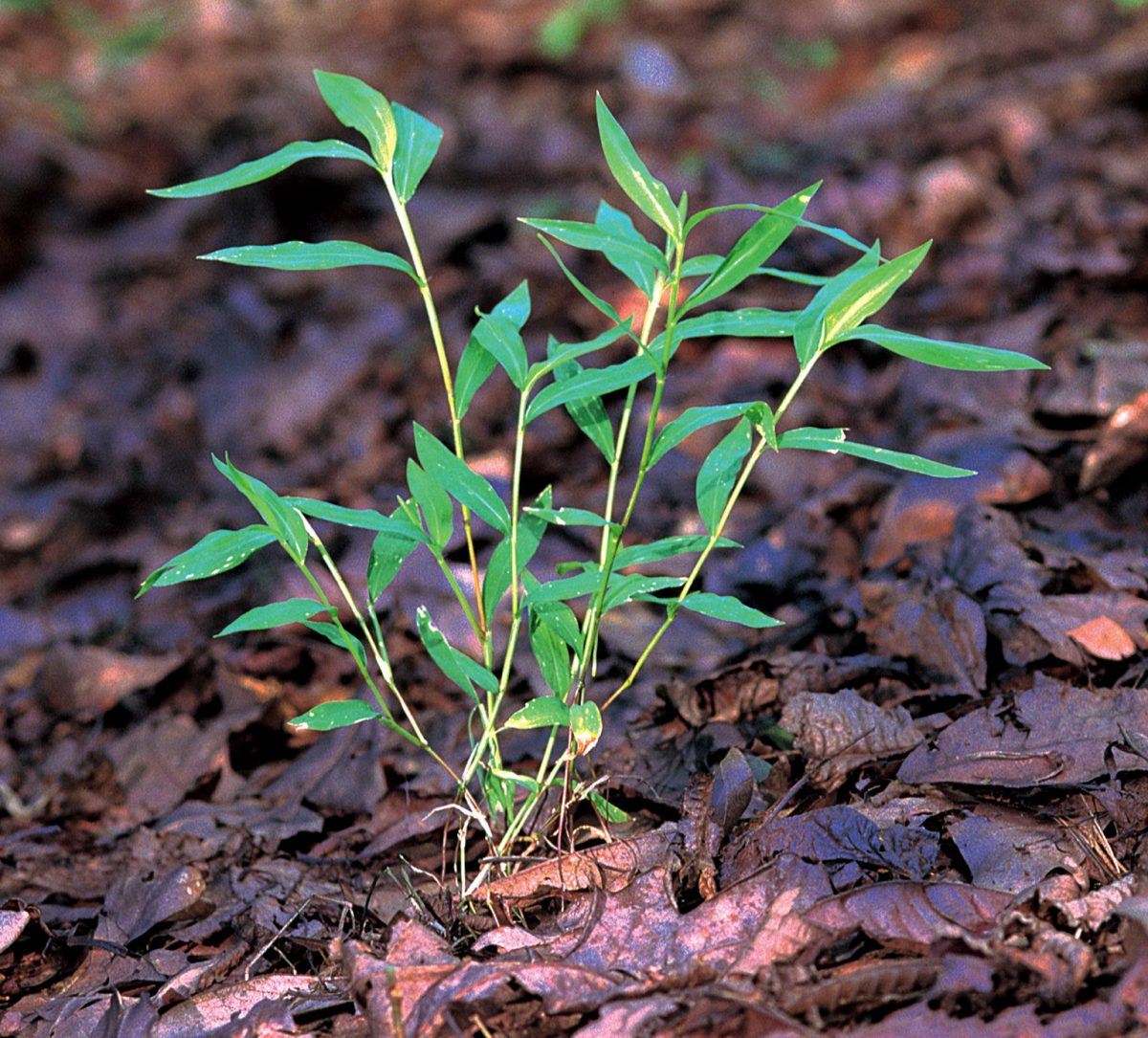 Japanese stiltgrass was first listed as an invasive species in 1919.