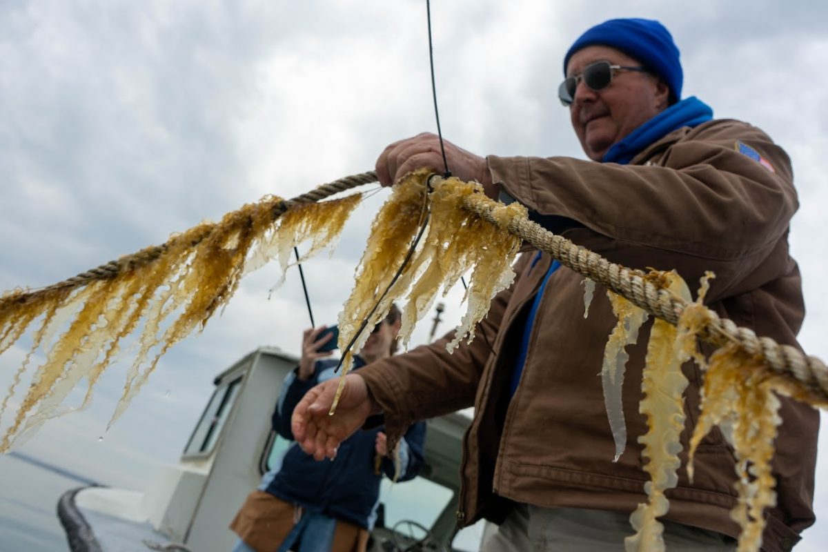Norm Bloom harvest kelp from Long Island Sound.