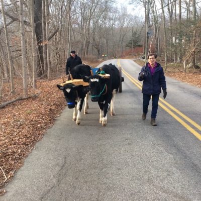 Oxen from Tom and Nancy Kalal's farm in East Lyme will be among special guests at the Earth Day celebration.