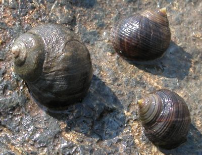Common periwinkles, introduced in the 1800s, are found on rocky shorelines areas across Long Island Sound.