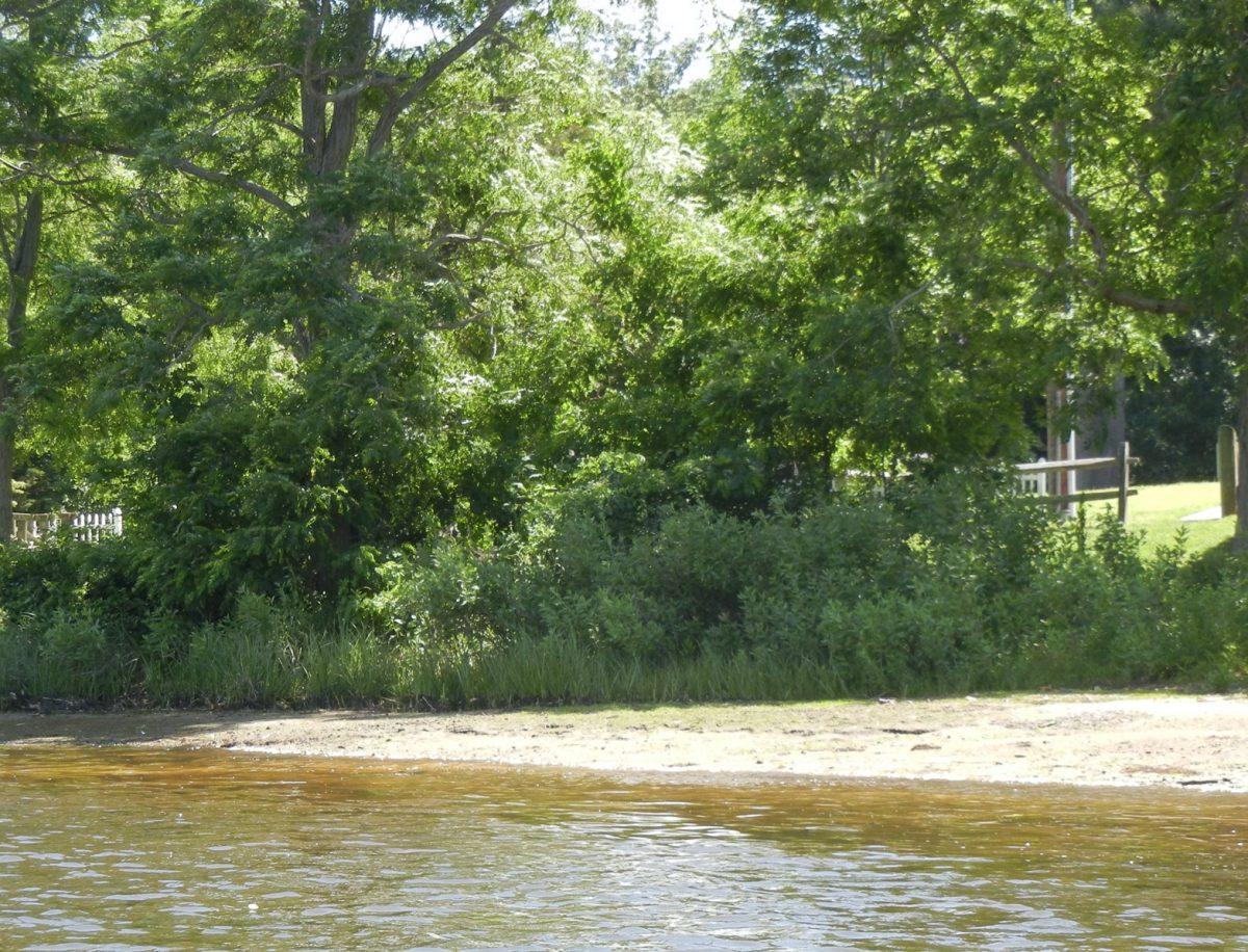 A riparian buffer grows along a waterway in Niantic.