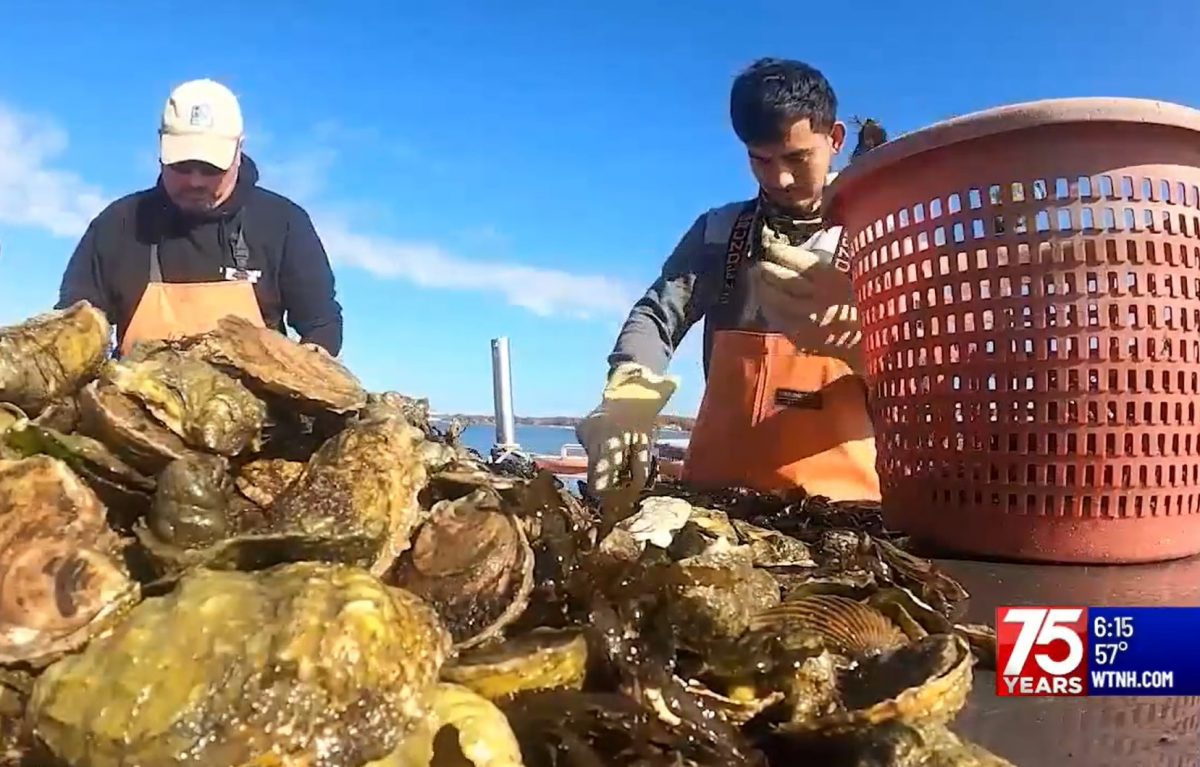 Workers sort oysters freshly harvested from Long Island Sound.