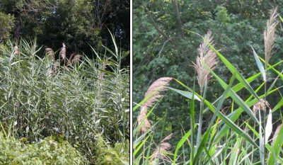 The common reed Phragmites australis is found widely throughout the state.