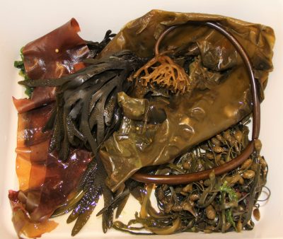 Several types of seaweed are displayed at a cosmetics company's display during the Seaweed Showcase.
