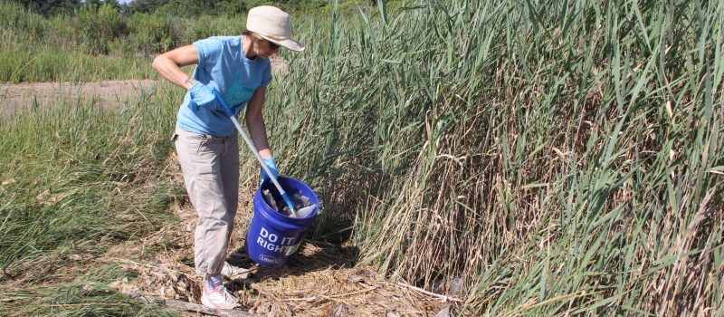 Lisanne Winslow of East Haven picks up a plastic bottle in the Long Wharf Nature Preserve in New Haven during the Aug. 12 cleanup kicking off the 2023 #DontTrashLISound campaign.