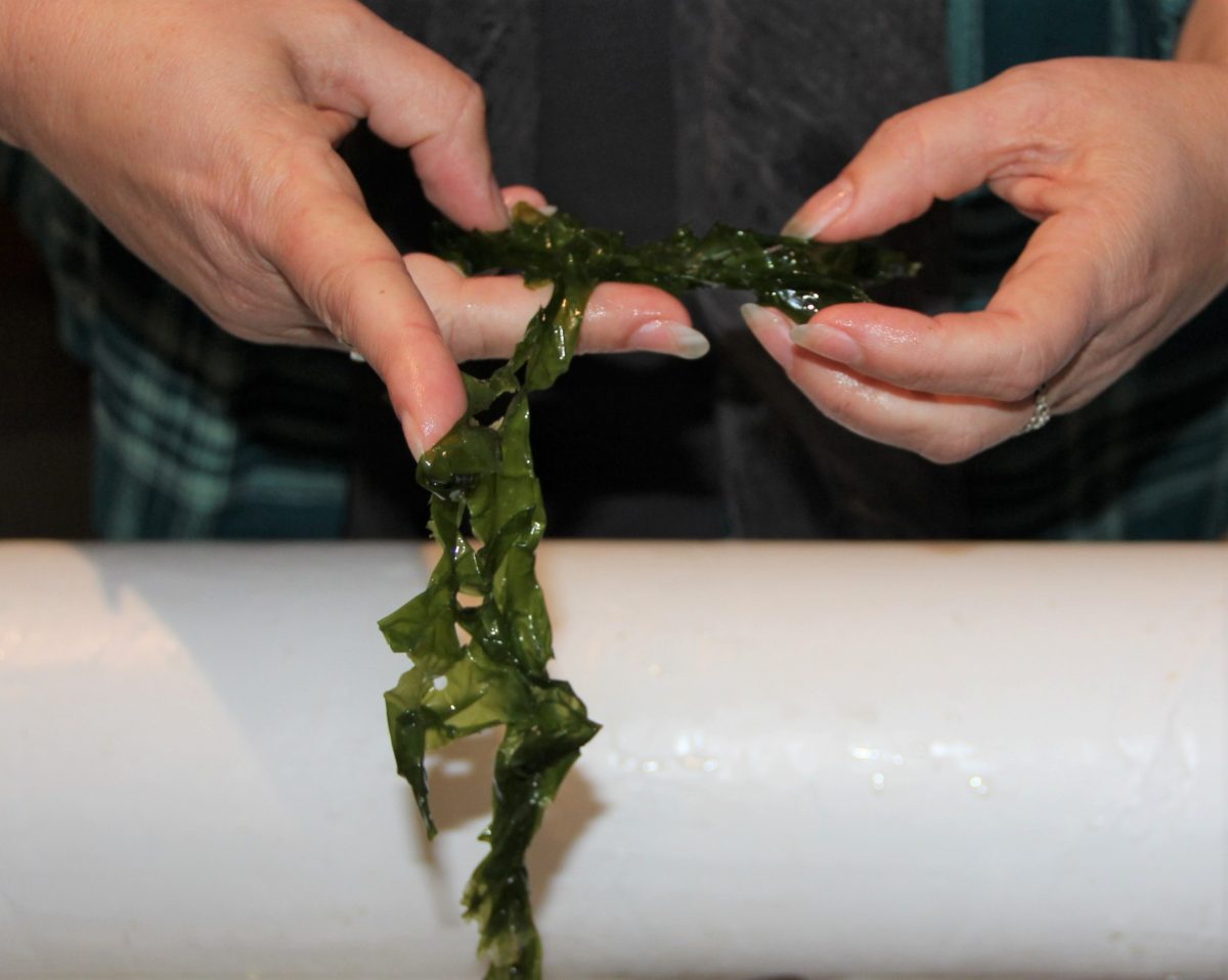 A person holds a ribbon of seaweed