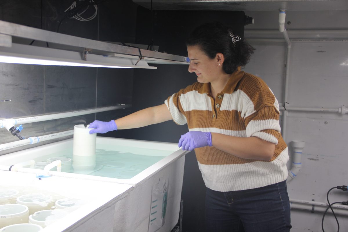 GreenWave Hatchery Manager Michelle Stephens places a spool of string impregnated with kelp reproductive tissue into the tank to develop into seeded string.